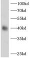 Alcohol Dehydrogenase 1B (Class I), Beta Polypeptide antibody, FNab00162, FineTest, Western Blot image 