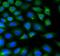 Fatty Acid Binding Protein 4 antibody, FNab02932, FineTest, Immunofluorescence image 