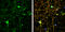 Amphiphysin antibody, GTX103247, GeneTex, Immunofluorescence image 
