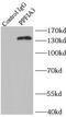 PTPRF Interacting Protein Alpha 3 antibody, FNab06671, FineTest, Immunoprecipitation image 
