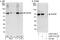 NOP56 Ribonucleoprotein antibody, A302-720A, Bethyl Labs, Immunoprecipitation image 