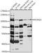 Potassium Voltage-Gated Channel Subfamily Q Member 5 antibody, 16-449, ProSci, Western Blot image 
