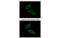 Importin 7 antibody, MBS837645, MyBioSource, Immunofluorescence image 