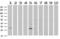 Syndecan Binding Protein antibody, LS-C796737, Lifespan Biosciences, Western Blot image 