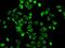 Hsd3b antibody, GTX54092, GeneTex, Immunofluorescence image 