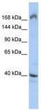 p220 antibody, TA345902, Origene, Western Blot image 