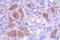 Neutrophil cytosol factor 4 antibody, LS-C176438, Lifespan Biosciences, Immunohistochemistry frozen image 