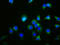 Growth Differentiation Factor 5 antibody, LS-C375779, Lifespan Biosciences, Immunofluorescence image 