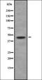 Histamine Receptor H4 antibody, orb378303, Biorbyt, Western Blot image 