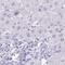 MAGE Family Member C2 antibody, NBP2-34145, Novus Biologicals, Immunohistochemistry frozen image 