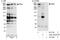 Probable E3 ubiquitin-protein ligase MYCBP2 antibody, A301-833A, Bethyl Labs, Western Blot image 