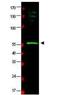 RAD23 Homolog B, Nucleotide Excision Repair Protein antibody, orb86649, Biorbyt, Western Blot image 