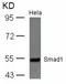 SMAD Family Member 1 antibody, 79-617, ProSci, Western Blot image 