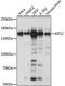 Kinesin Family Member 1C antibody, A15786, ABclonal Technology, Western Blot image 