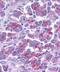 Diablo IAP-Binding Mitochondrial Protein antibody, GTX23930, GeneTex, Immunohistochemistry paraffin image 