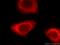 Keratin 7 antibody, 22208-1-AP, Proteintech Group, Immunofluorescence image 