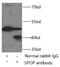 PCIF1 antibody, FNab08189, FineTest, Immunoprecipitation image 