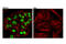 POU Class 5 Homeobox 1 antibody, 75463S, Cell Signaling Technology, Immunofluorescence image 