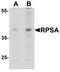 67 kDa laminin receptor antibody, TA326691, Origene, Western Blot image 