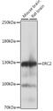 ERC protein 2 antibody, A15810, ABclonal Technology, Western Blot image 