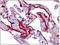 SCUBE2 antibody, AP31214PU-N, Origene, Immunohistochemistry frozen image 