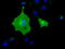 Butyrophilin Subfamily 1 Member A1 antibody, M11266-1, Boster Biological Technology, Immunofluorescence image 