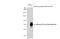Influenza virus antibody, GTX128538, GeneTex, Western Blot image 