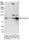 Cyclin F antibody, A303-406A, Bethyl Labs, Western Blot image 