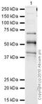 Mi antibody, ab12039, Abcam, Western Blot image 
