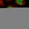 EZH Inhibitory Protein antibody, HPA006128, Atlas Antibodies, Immunocytochemistry image 