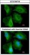Calcyclin Binding Protein antibody, GTX104716, GeneTex, Immunofluorescence image 