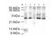 Anaphase-promoting complex subunit 10 antibody, orb345389, Biorbyt, Western Blot image 