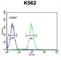 Aldo-Keto Reductase Family 1 Member C3 antibody, abx025612, Abbexa, Western Blot image 