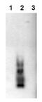 Amyloid Beta Precursor Protein antibody, AM00003PU-N, Origene, Western Blot image 