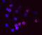 Folate Receptor Beta antibody, MAB5697, R&D Systems, Immunofluorescence image 