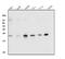 RAB9A, Member RAS Oncogene Family antibody, A05768, Boster Biological Technology, Western Blot image 