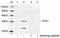 AHSA1 antibody, LS-C203098, Lifespan Biosciences, Western Blot image 