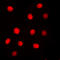 Extra Spindle Pole Bodies Like 1, Separase antibody, LS-C354138, Lifespan Biosciences, Immunofluorescence image 