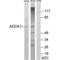AarF Domain Containing Kinase 1 antibody, A14988, Boster Biological Technology, Western Blot image 
