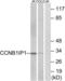 Cyclin B1 Interacting Protein 1 antibody, LS-C119927, Lifespan Biosciences, Western Blot image 