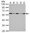FKBP Prolyl Isomerase 4 antibody, LS-C186302, Lifespan Biosciences, Western Blot image 