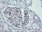 Leucine Rich Repeat Containing 25 antibody, NBP2-45673, Novus Biologicals, Immunohistochemistry frozen image 