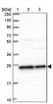 RNA Exonuclease 2 antibody, PA5-58395, Invitrogen Antibodies, Western Blot image 