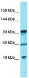 FYVE, RhoGEF and PH domain-containing protein 5 antibody, TA337310, Origene, Western Blot image 