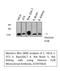 Histone H2B type 1-B antibody, STJ97064, St John