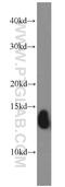 Hemoglobin Subunit Epsilon 1 antibody, 12361-1-AP, Proteintech Group, Western Blot image 