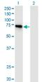Adaptor Protein, Phosphotyrosine Interacting With PH Domain And Leucine Zipper 2 antibody, H00055198-M06, Novus Biologicals, Western Blot image 