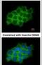 Protein transport protein Sec61 subunit alpha isoform 1 antibody, PA5-21773, Invitrogen Antibodies, Immunofluorescence image 