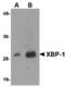 X-Box Binding Protein 1 antibody, LS-B3178, Lifespan Biosciences, Western Blot image 