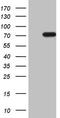 Homeobox protein NOBOX antibody, TA808449S, Origene, Western Blot image 